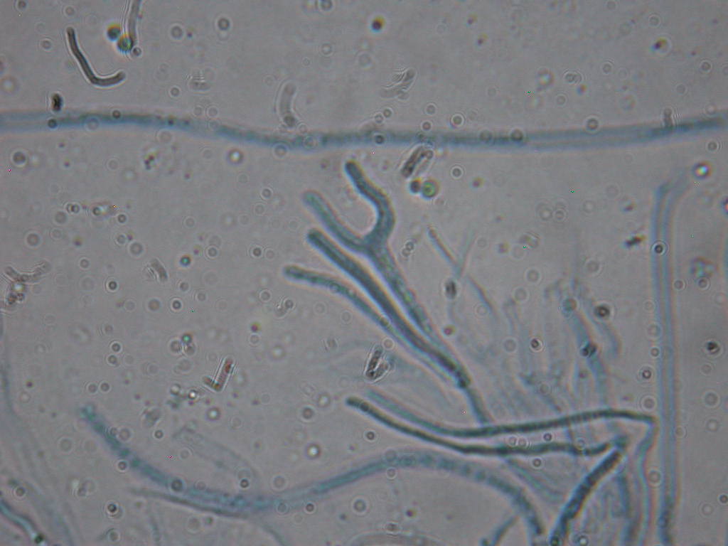Calocera cornea  ......
